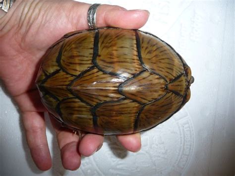 For the meat portion of their diet, map turtles also eat some insects, crustaceans, and fish. Whats the smallest turtle available to buy? - Reptile Forums
