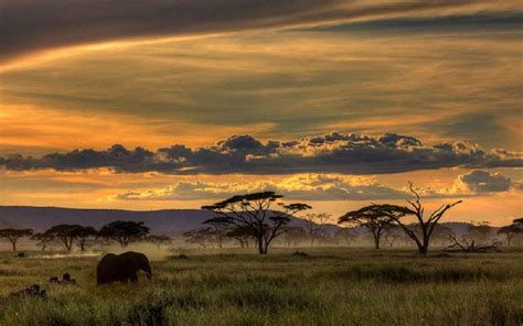 カテゴリ Large Safari Photo Wallpaper Animals in Africa Picture