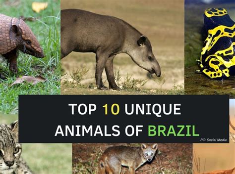 Top 10 Unique Animals Of Brazil Details Nature Speakz