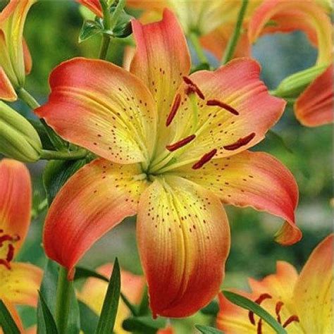 Asiatic Lily Flower At Rs 250bunch Indian Lilly Lilium Flower लिली
