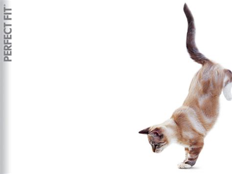 Cat Jumping Wallpapers And Images Wallpapers Pictures Photos