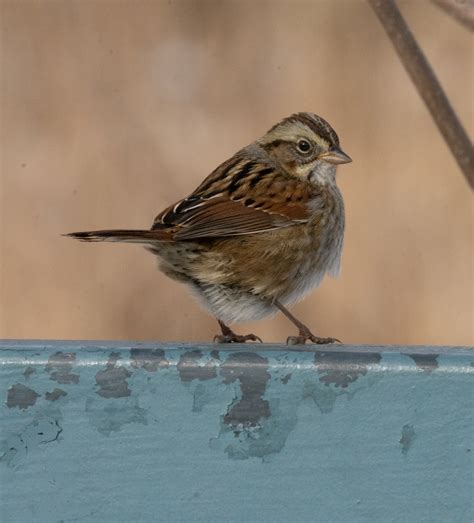 Identification Of 11 Sparrow Species A Photographic Guide Miles Hearn