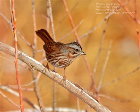 Song sparrow | Song sparrow, Bird pictures, Sparrow
