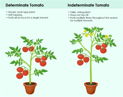 classifications of tomato plants determinate vs indeterminate food gardening network