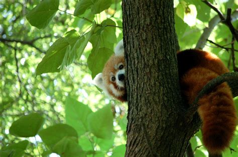 Free Images Red Panda Tree Climbing Hide And Seek Peek A Boo
