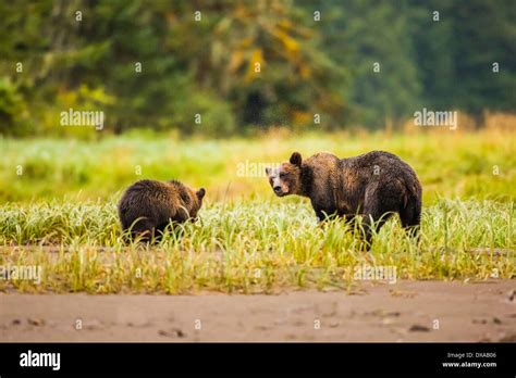 A Grizzly Bear Sow Play Fights With Her First Year Cub On The Beach