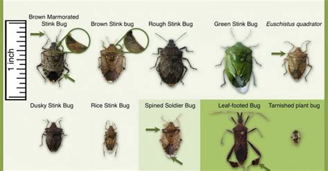 Extensive Research Devoted To Understanding Brown Marmorated Stink Bug