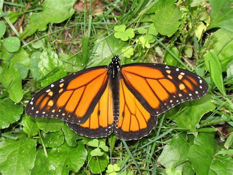 Pennsylvania Butterflies And Moths Of North America