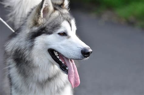 Is the american kennel club (akc) national breed club for the alaskan malamute. Evanger's Breed Buzz: Alaskan Malamute