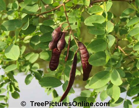 Locust Tree Pictures Photos And Facts On Locust Trees
