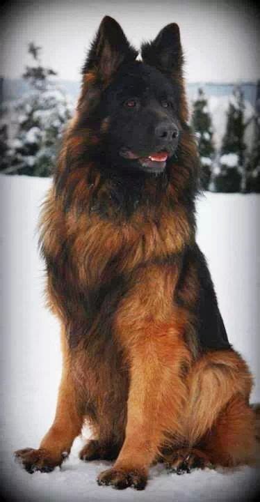 See More Here Petslove German Shepherd Dog