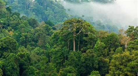 Finden sie hochwertige fotos, die sie anderswo vergeblich suchen. 47.000 Quadratkilometer Amazonaswald retten! - Rettet den ...