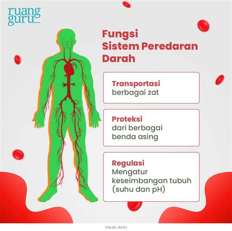 Organ Sistem Peredaran Darah Manusia Fungsinya Biologi Kelas