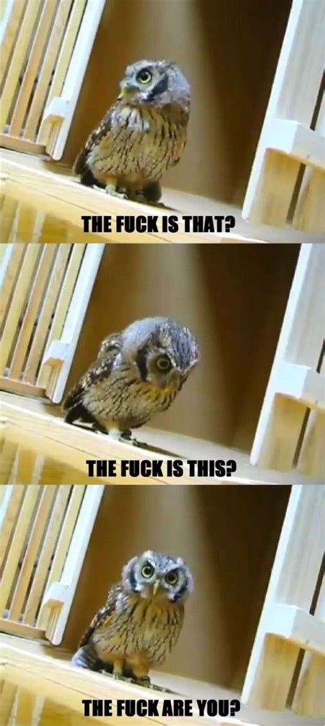 20 Hilariously Adorable Owl Memes Funny Owl Pictures Funny Owls Owl