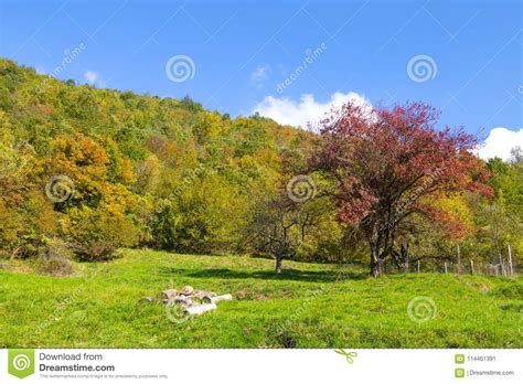 Meadow With Trees With Autumn Colors Italy Stock Image Image Of