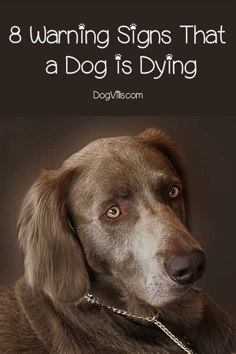 What To Do If Dog Is Dying