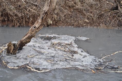 Coal Ash And Clean Water The Dan River Spill Five Years Later Sierra