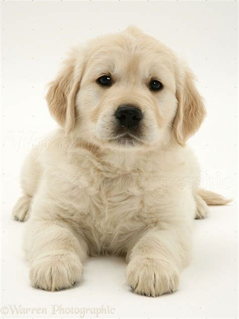 The white golden retriever puppies price set by any given breeder may also reflect gender, birth order, show quality versus pet quality puppies, markings. White Golden Retriever Puppies | Puppies, Golden retriever ...