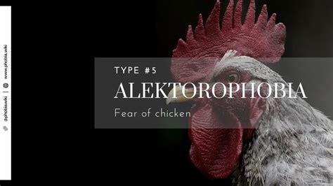 Alektorophobia Fear Of Chicken Phobiawiki