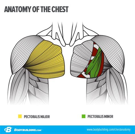 You have 6 movements that work your whole body. The Plateau-Proof Chest-Building Plan | Human anatomy ...