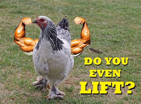 Muscle Arms Chicken Rbirdswitharms