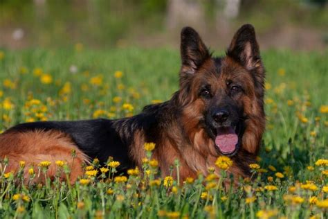 Top 10 Dog Breeds That Are Amazingly Like A German Shepherd List