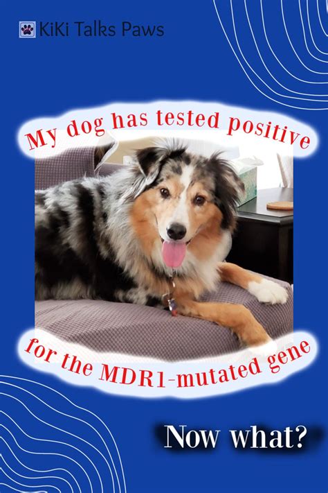 Gene information apc is a tumor suppressor gene that acts as an antagonist of the wnt signaling pathway. My dog has tested positive for the MDR1 mutated gene. Now ...