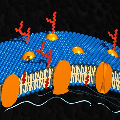 Internal organelles are also encased by membranes. 3d cell membrane model
