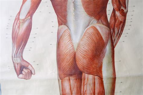 Original Anatomical Vintage German Educational School Wall Chart Musculature Muscles System Full