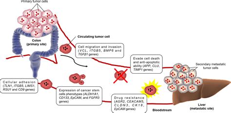 Frontiers Single Cell Transcriptome In Colorectal Cancer—current Updates On Its Application In