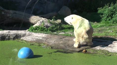 Der Kleinste Erwachsene Eisbär Der Welt Spielt Im Grünen Wasser Youtube