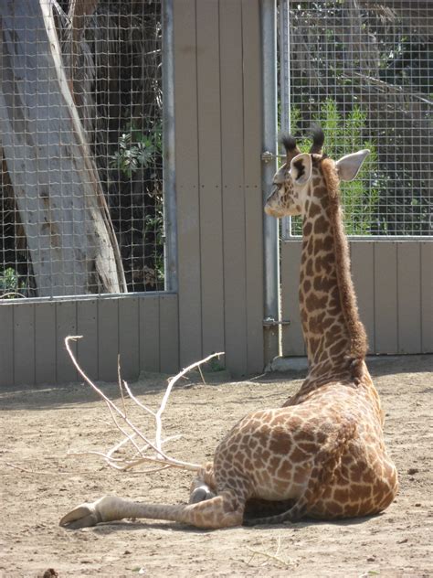 New Born Giraffe At San Diego Zoo Heels First Travel