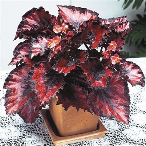 Begonia Harmonys Red Robin Best Indoor Plants All Plants Begonia