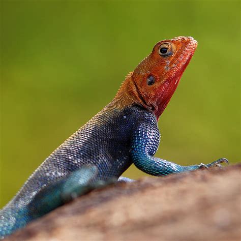 Profile Of Male Red Headed Rock Agama Photograph By Achim Mittler