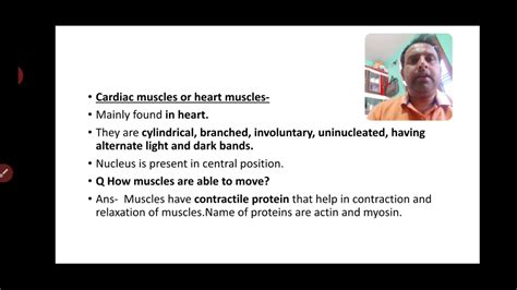 Smooth muscle, muscle that shows no cross stripes under microscopic magnification. Cardiac muscle class 9 - YouTube