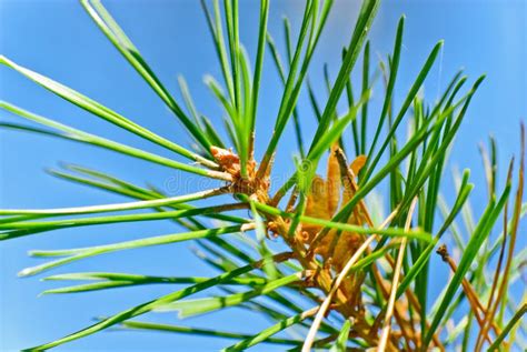 Pine Tree Needles Stock Photo Image Of Decoration Plants 21489360