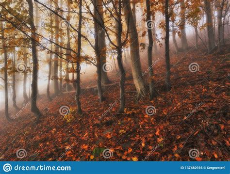 Foggy Forest Autumn Sunrise In The Fairy Forest Stock
