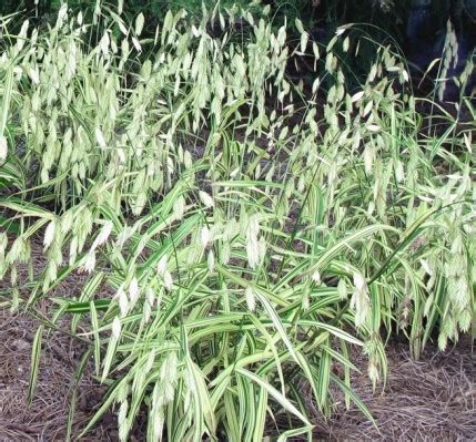 Lage versie van chasmanthium latifolium. Chasmanthium latifolium 'River Mist' | Garden Foreplay