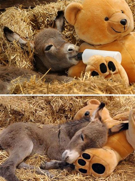 Cute Cuddly Baby Donkeys Cute Overload