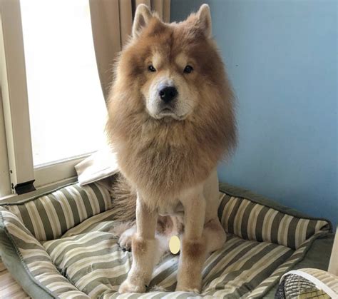 14 Pics Proving That Chow Chow Is The Cutest Dog Breed Ever Petpress