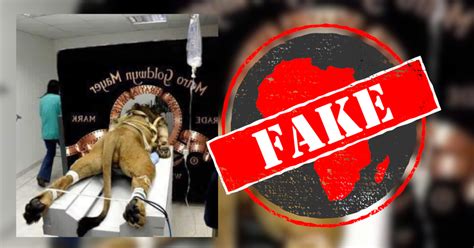 Mgm Lion Strapped Down To Film Logo No Photo Of Lion Getting Cat Scan Africa Check
