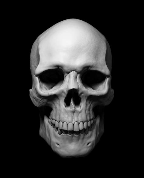Tutorial Sculpting The Human Skull On Behance