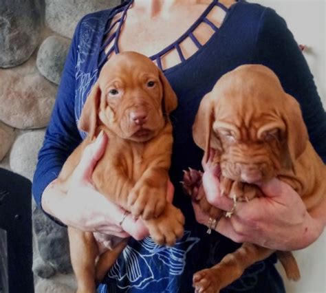 Click here to be notified when new vizsla puppies are listed. Vizsla puppy dog for sale in FREMONT, Michigan