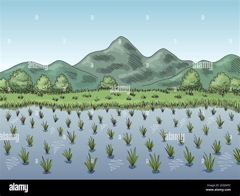 Rice Field Graphic Color Landscape Sketch Illustration Vector Stock