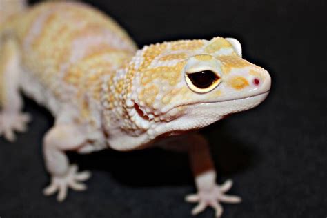 How to bath bearded dragons 5 great reasons why you should bearded dragons rock from i.ytimg.com if the dragon is shedding, consider scrubbing him lightly with a soft, sterilized toothbrush, particularly on the feet and the base of the tail (while. Noodle my leopard gecko | Bearded dragon, Animals, Panther