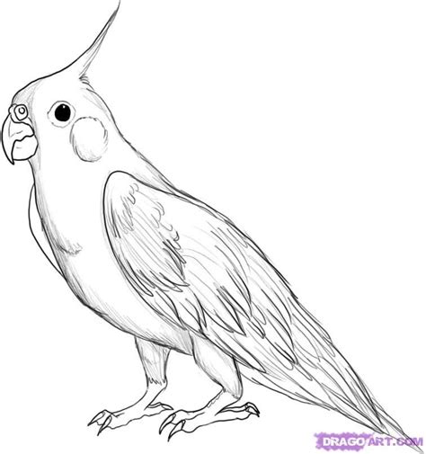 Sketch cockatiel with pencil through our step by step tutorial or watching video tutorial, quickly learn pencil drawing of cockatiel. How To Draw A Cockatiel by Dawn | Desenhos de animais ...