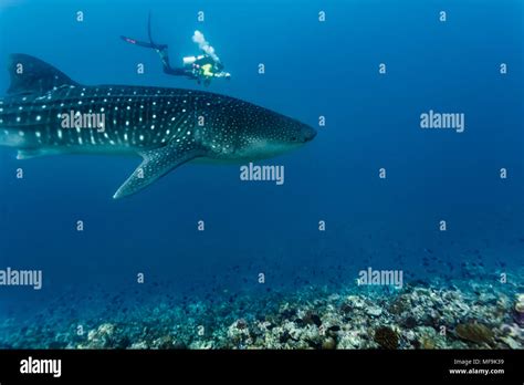 Closeup Of Whale Shark And Scuba Diver Swimming Above Coral Reef Stock