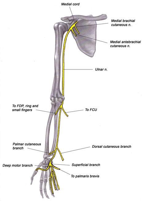 Ulnar Nerve Entrapment At The Elbow Cubital Tunnel Syndrome Orthoinfo Aaos