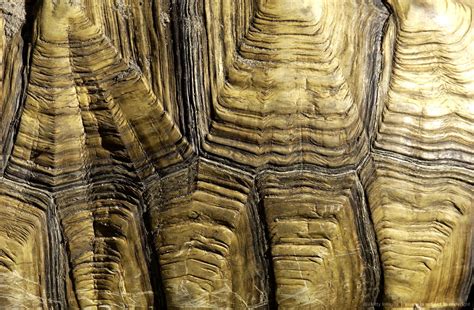 Is it worth it to enchant a turtle shell? Turtle shell texture - wonderful! | Patterns in nature ...