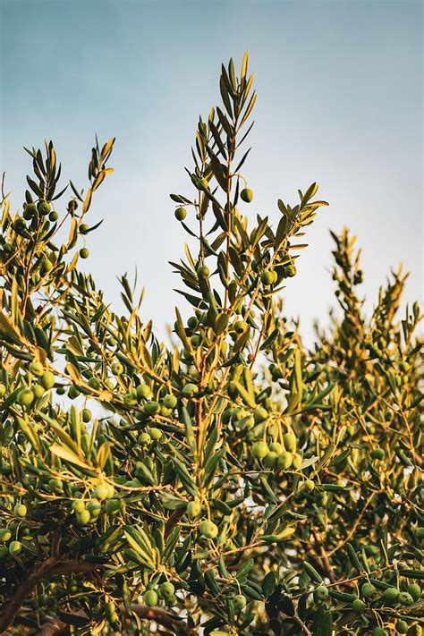 Olive Olive Tree Hd Phone Wallpaper Pxfuel